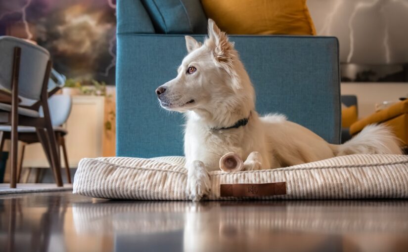 Sådan Vælger Du Den Perfekte Hundeseng Til Din Firbenede Ven